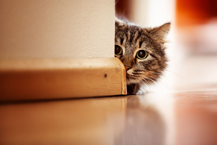 Curiosity Killed the Cat | Holy Trinity Church Webster, NY
