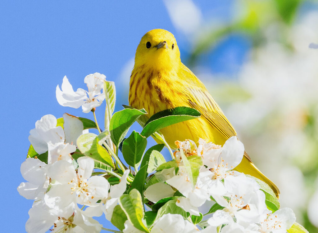 Spring Warbler